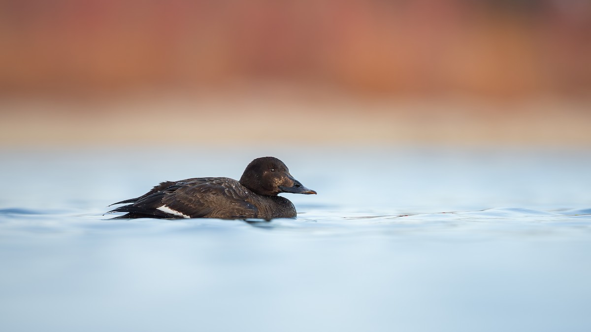 White-winged Scoter - ML632060739