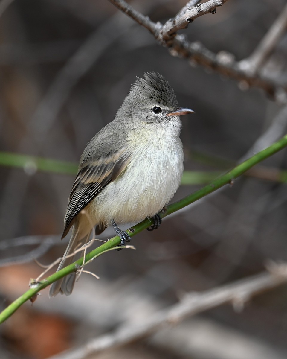 Northern Beardless-Tyrannulet - ML632060850