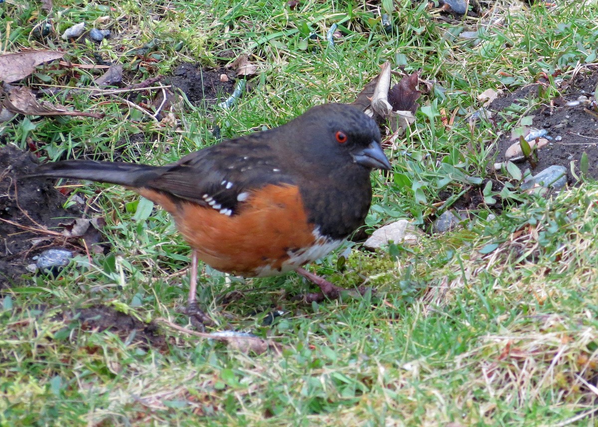 Spotted Towhee (oregonus Group) - ML632060927