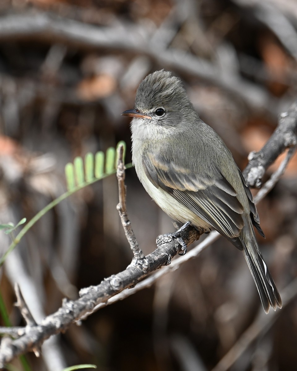 Northern Beardless-Tyrannulet - ML632061051