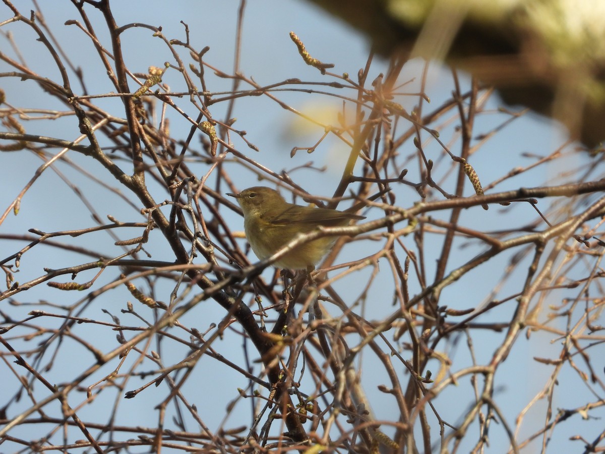 Common Chiffchaff - ML632061152