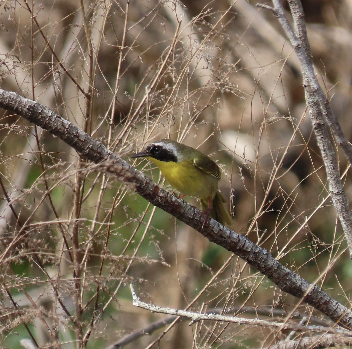 Common Yellowthroat - ML632061164