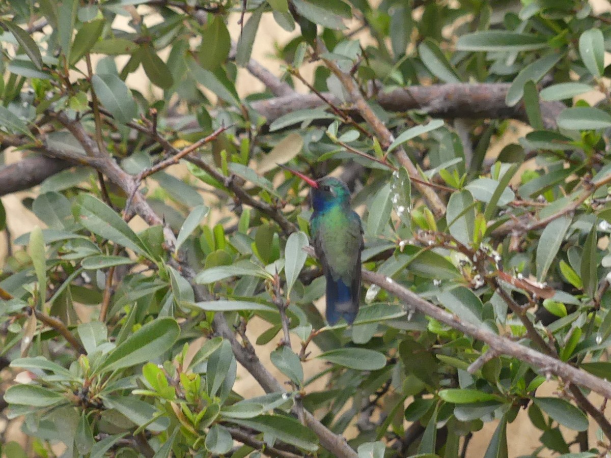 Broad-billed Hummingbird - ML632061226