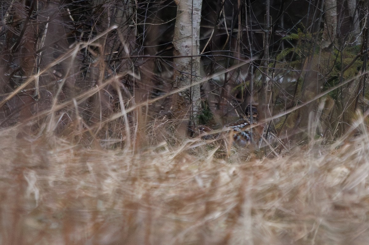 Gélinotte des bois - ML632061232