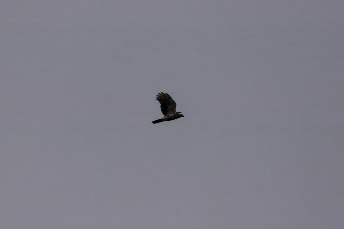 Hook-billed Kite - ML632061302