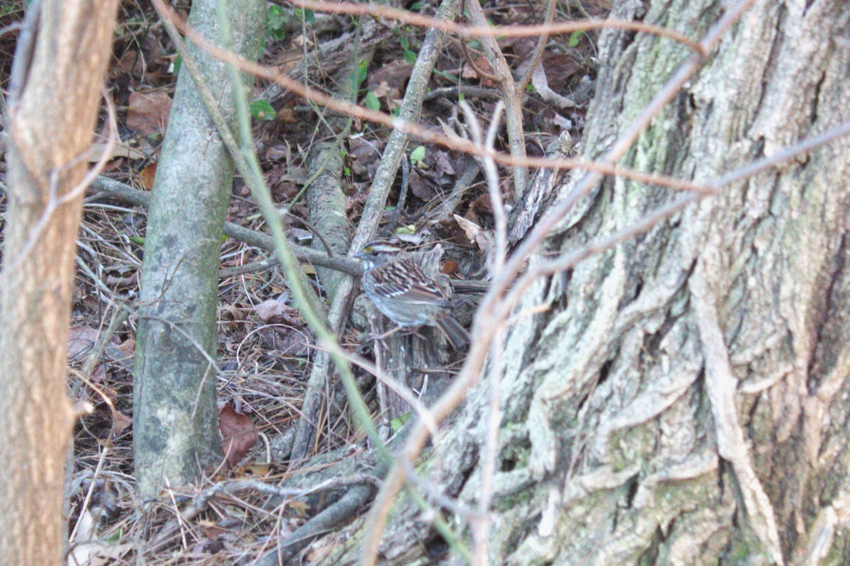 White-throated Sparrow - ML632061364