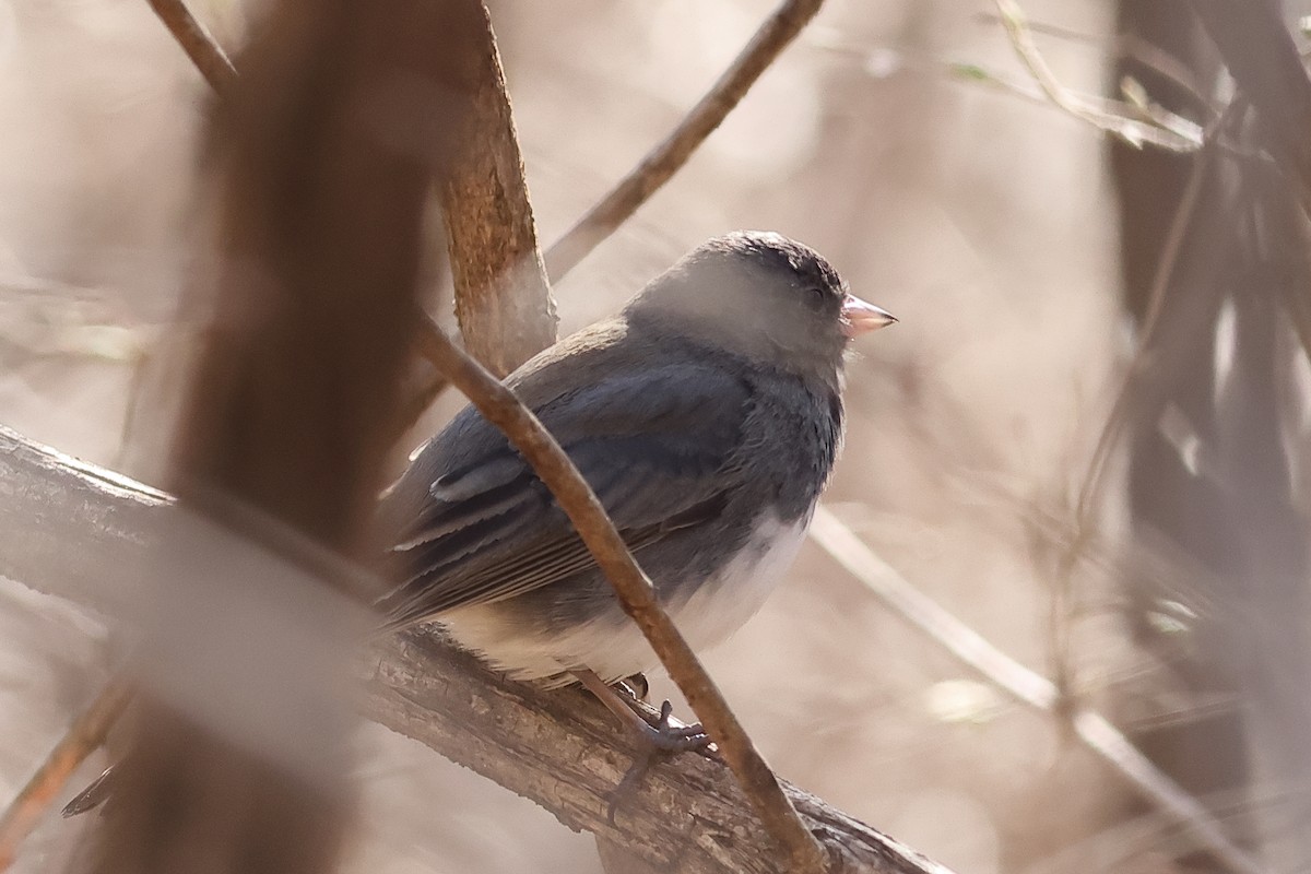 Dark-eyed Junco - ML632061367