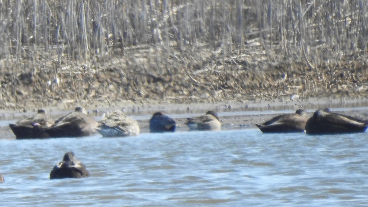 Ногоохон нугас - ML632061456