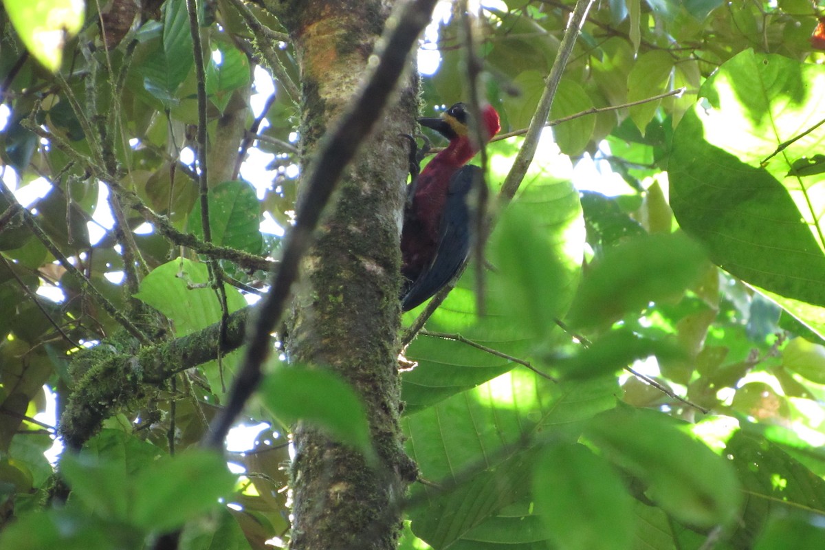 Crimson-bellied Woodpecker - ML632061466