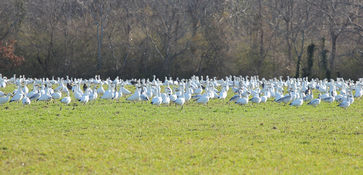 Snow Goose - ML632061564