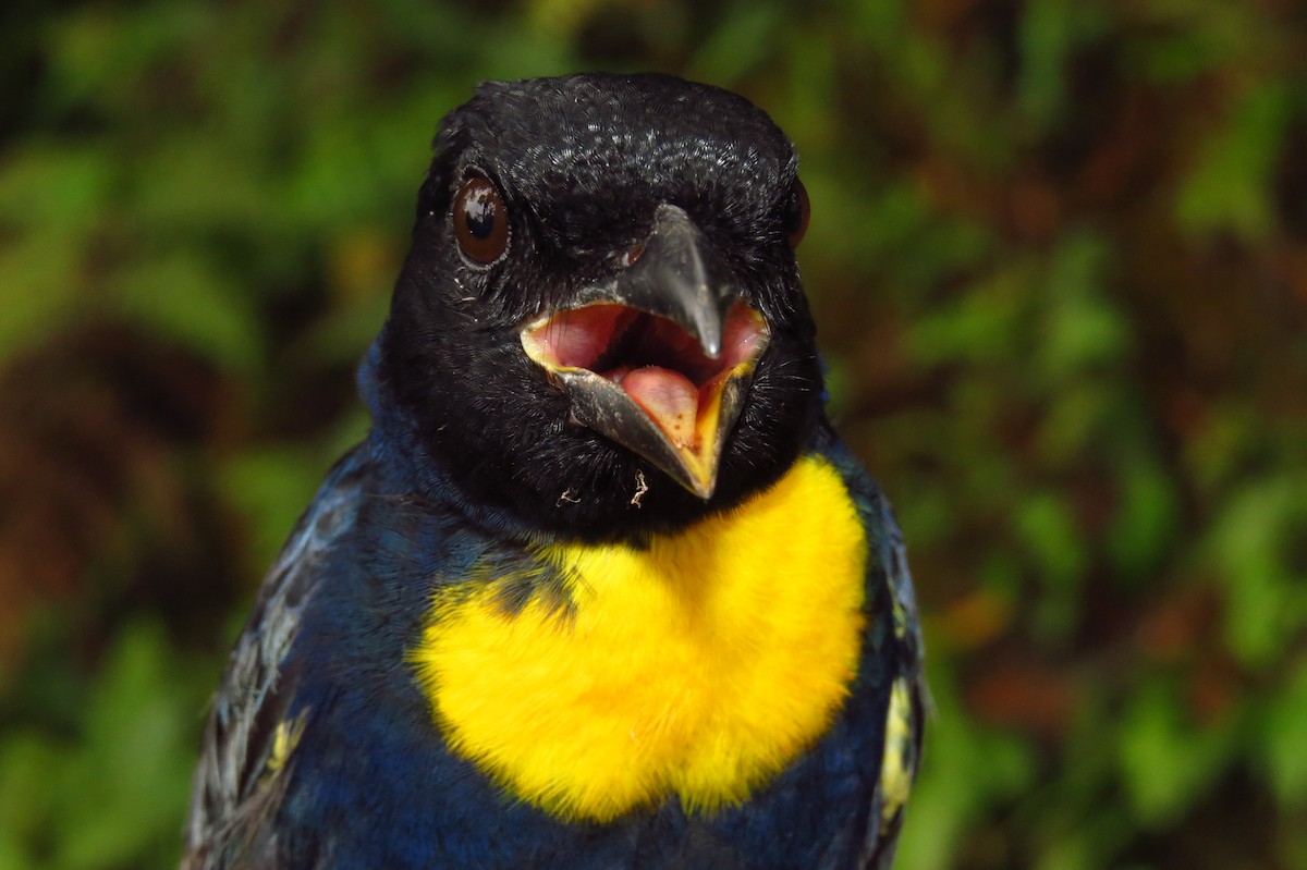 Golden-chested Tanager - ML632061699