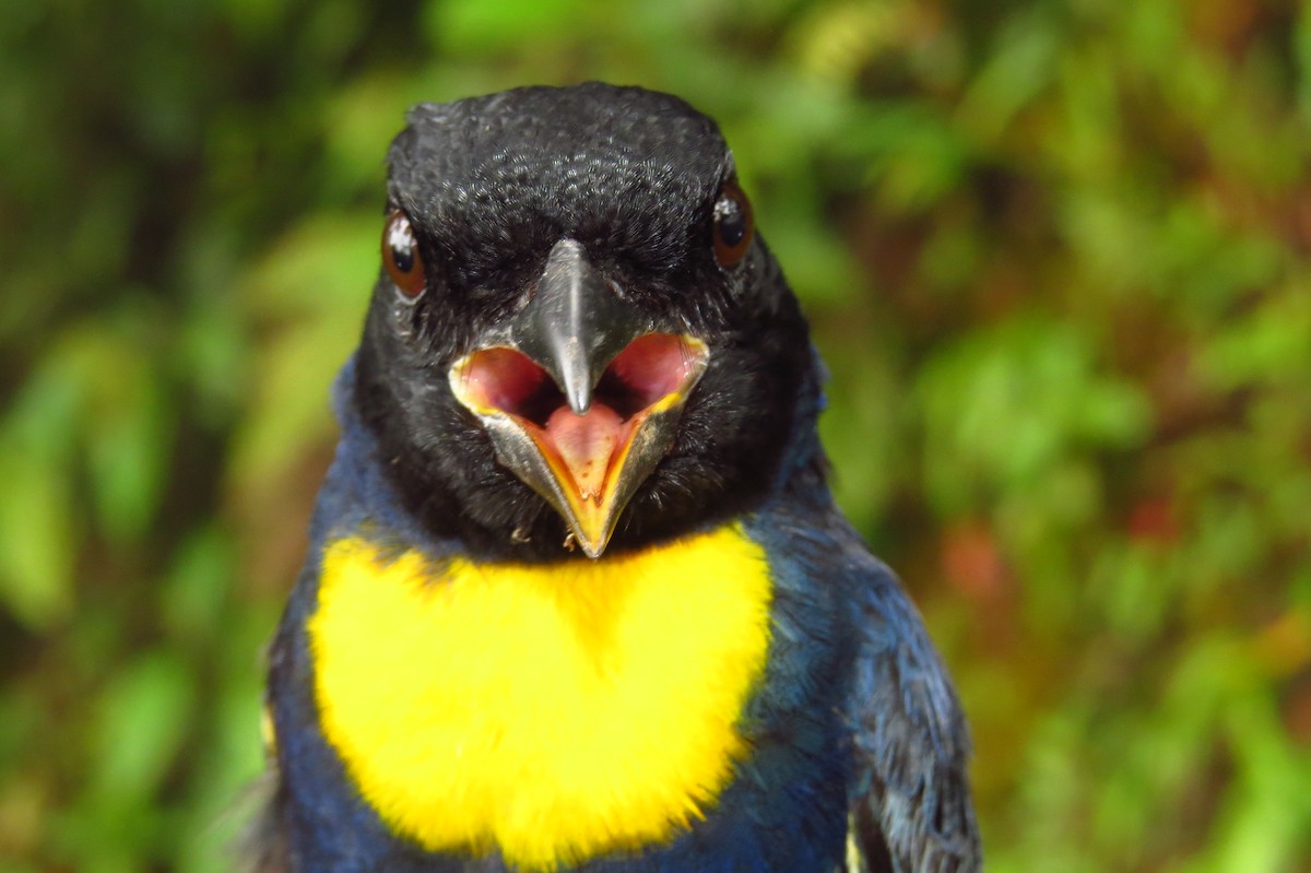 Golden-chested Tanager - ML632061700