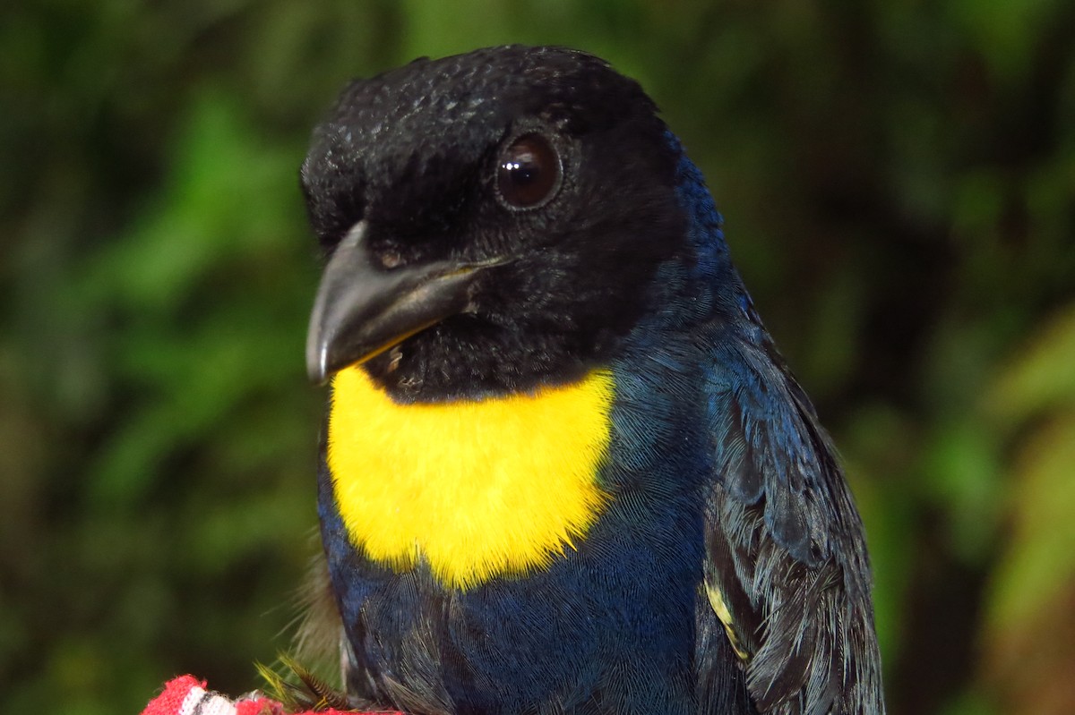 Golden-chested Tanager - ML632061701