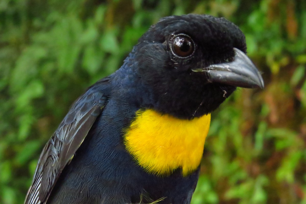 Golden-chested Tanager - ML632061702