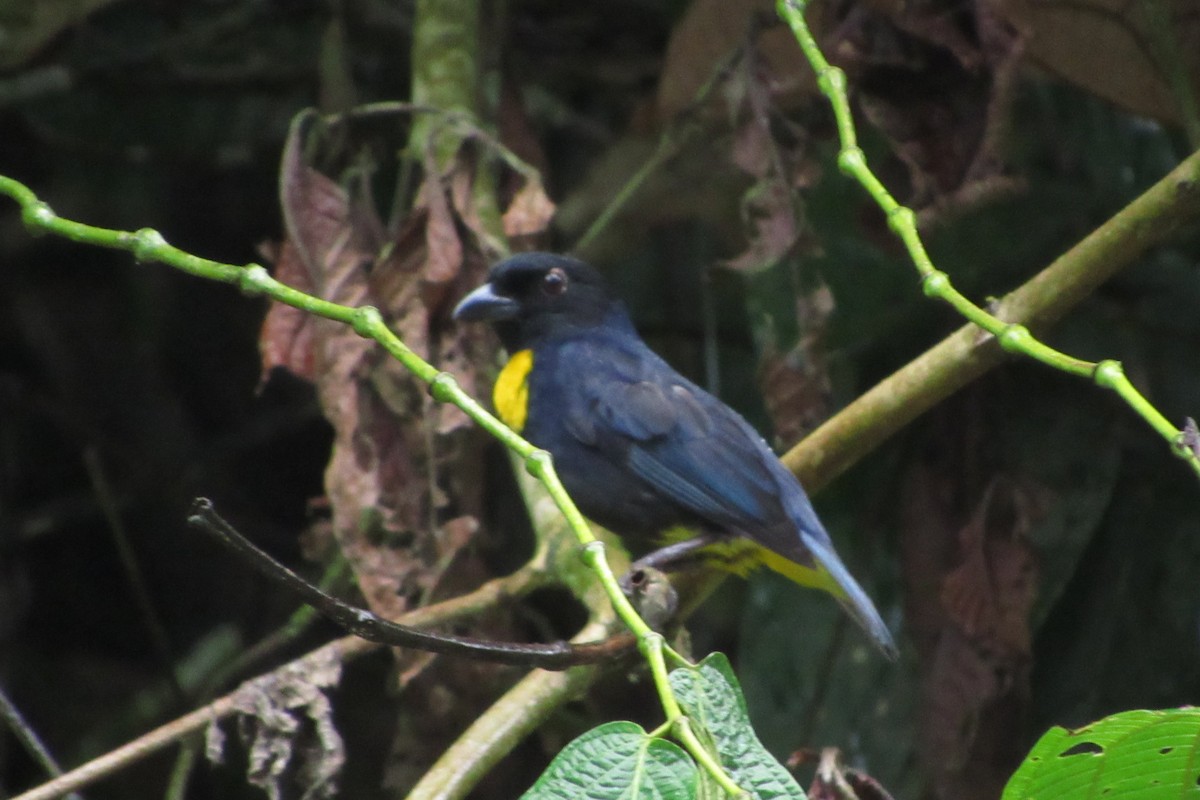 Golden-chested Tanager - ML632061703
