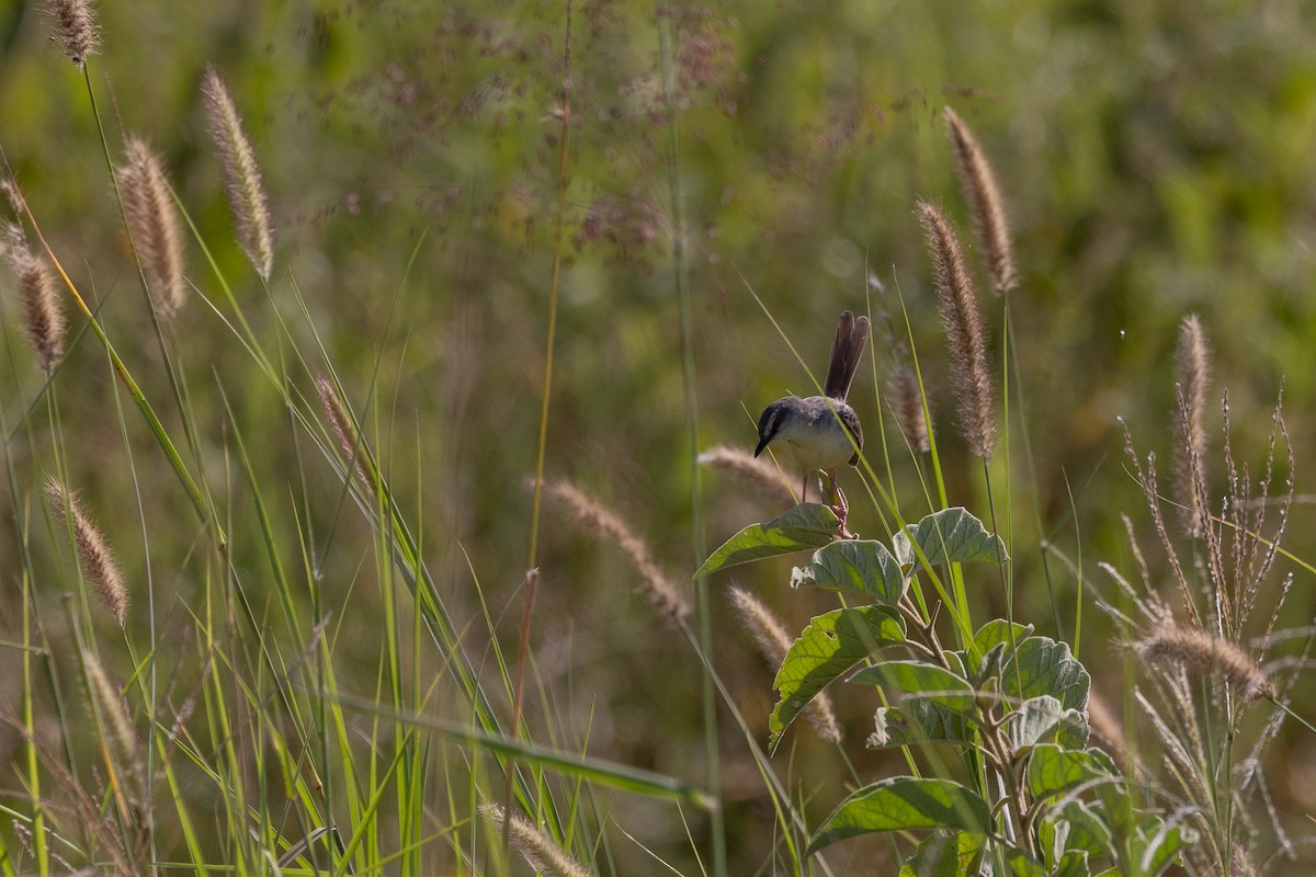 Prinia Modesta - ML632061766
