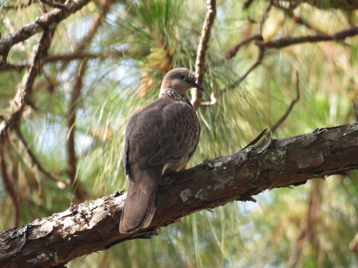 Oriental Turtle-Dove - ML632061773