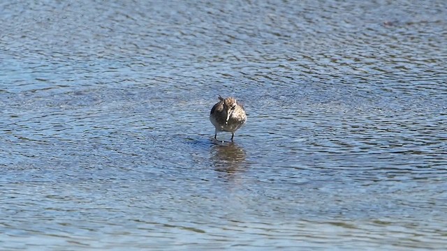 Solitary Sandpiper - ML632061854