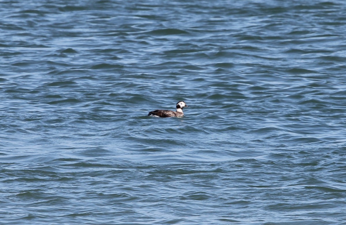 長尾鴨 - ML632061889