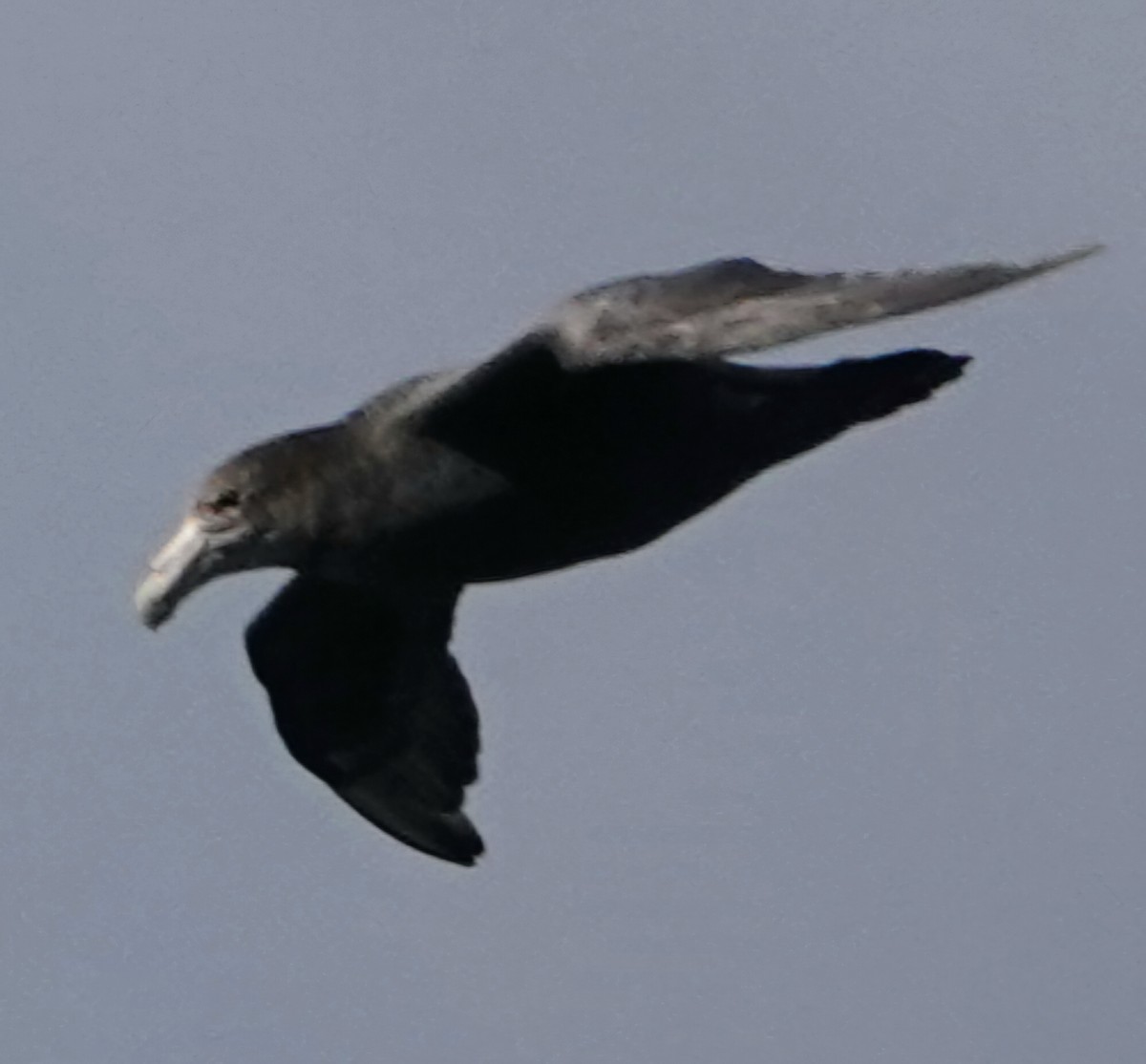 Southern Giant-Petrel - ML632061896