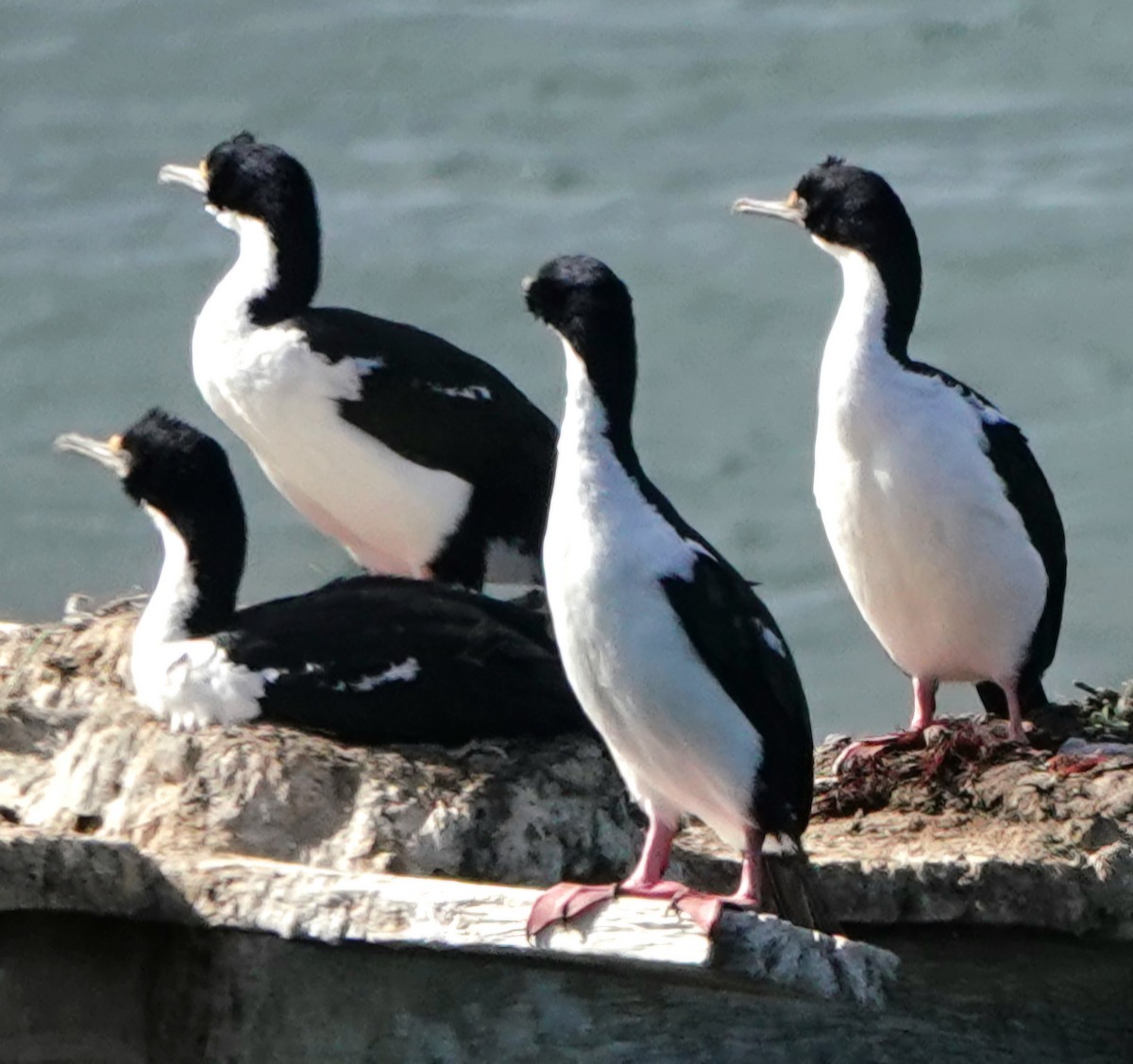 Imperial Cormorant (Imperial) - ML632061907