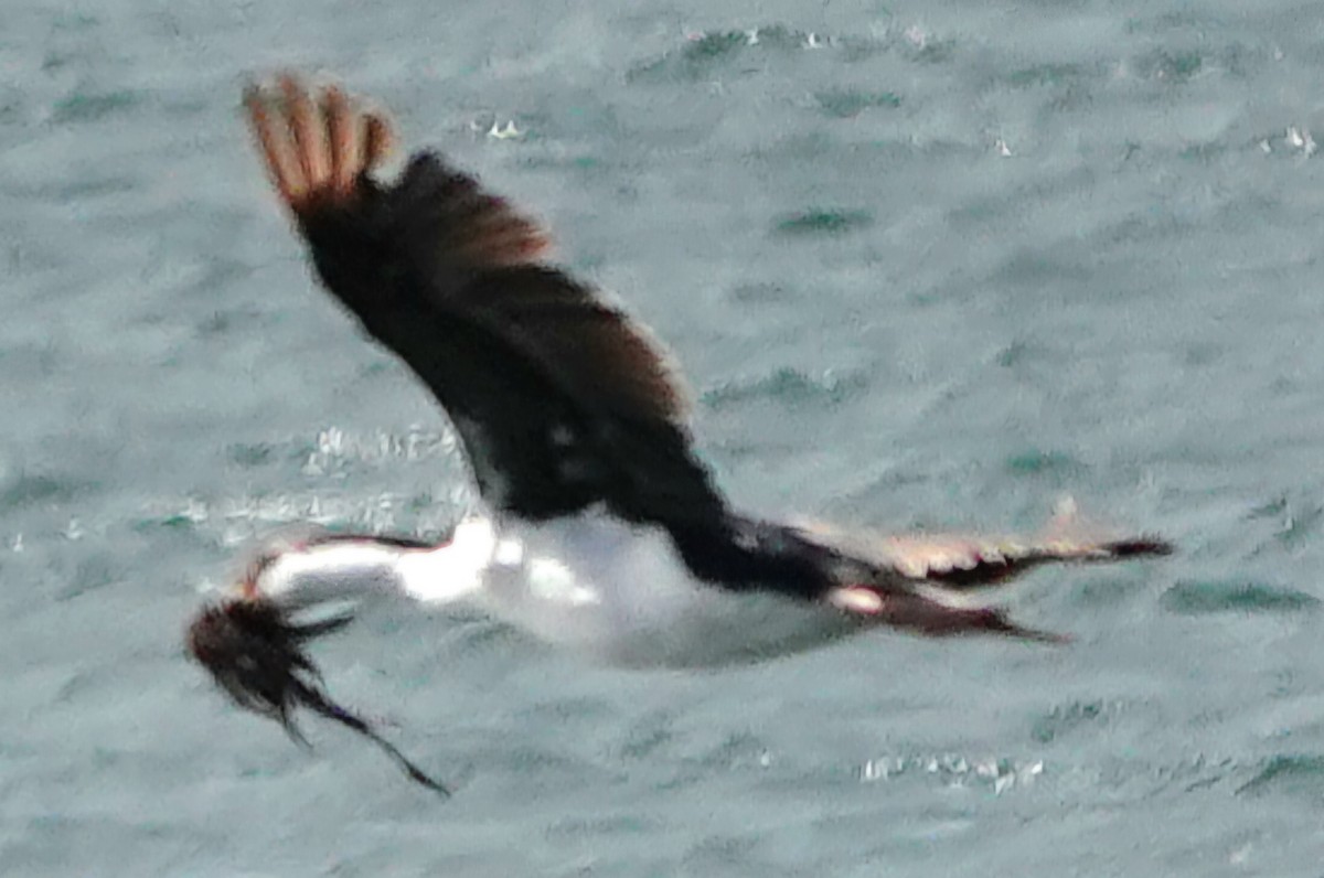 Imperial Cormorant (Imperial) - ML632061923