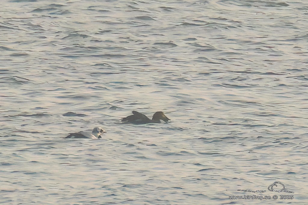 Spectacled Eider - ML632062023