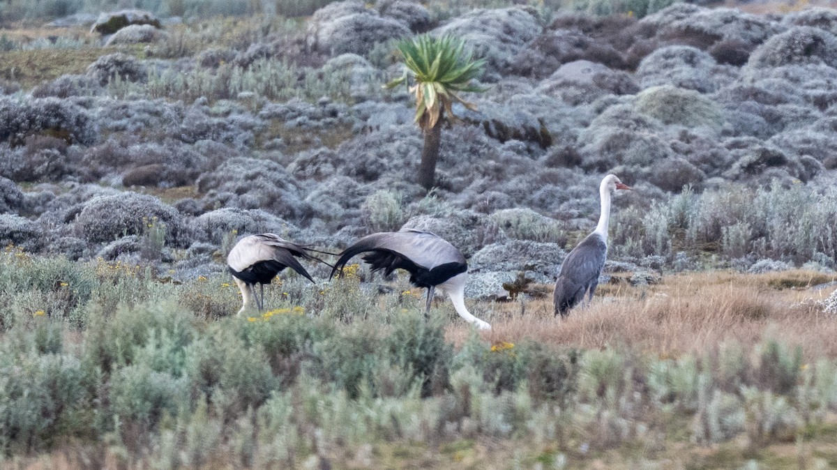Wattled Crane - ML632062085