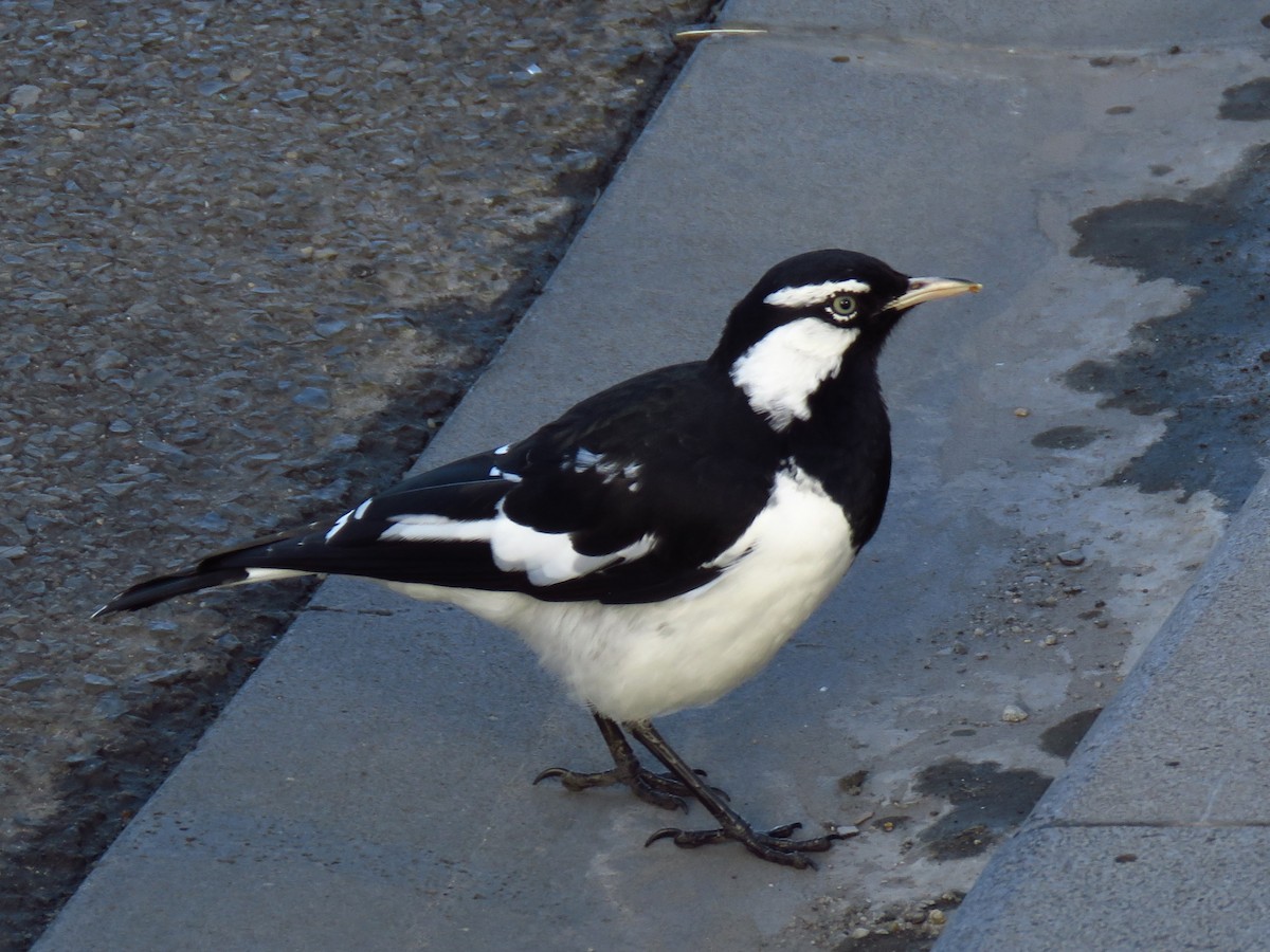 Magpie-lark - ML632062172