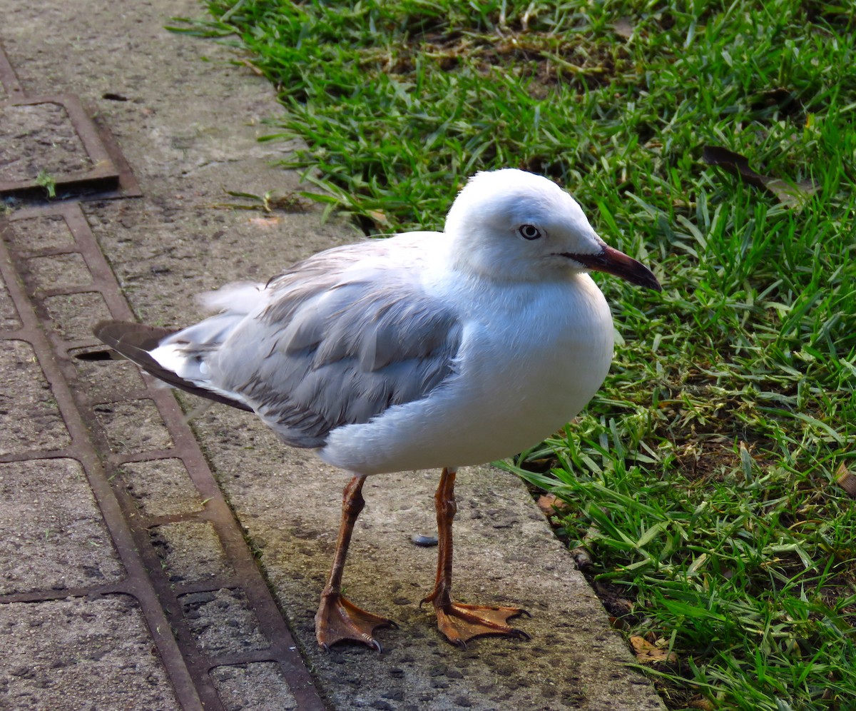 racek australský - ML632062184