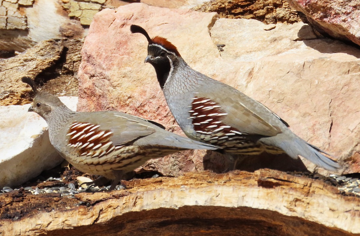 Gambel's Quail - ML632062223