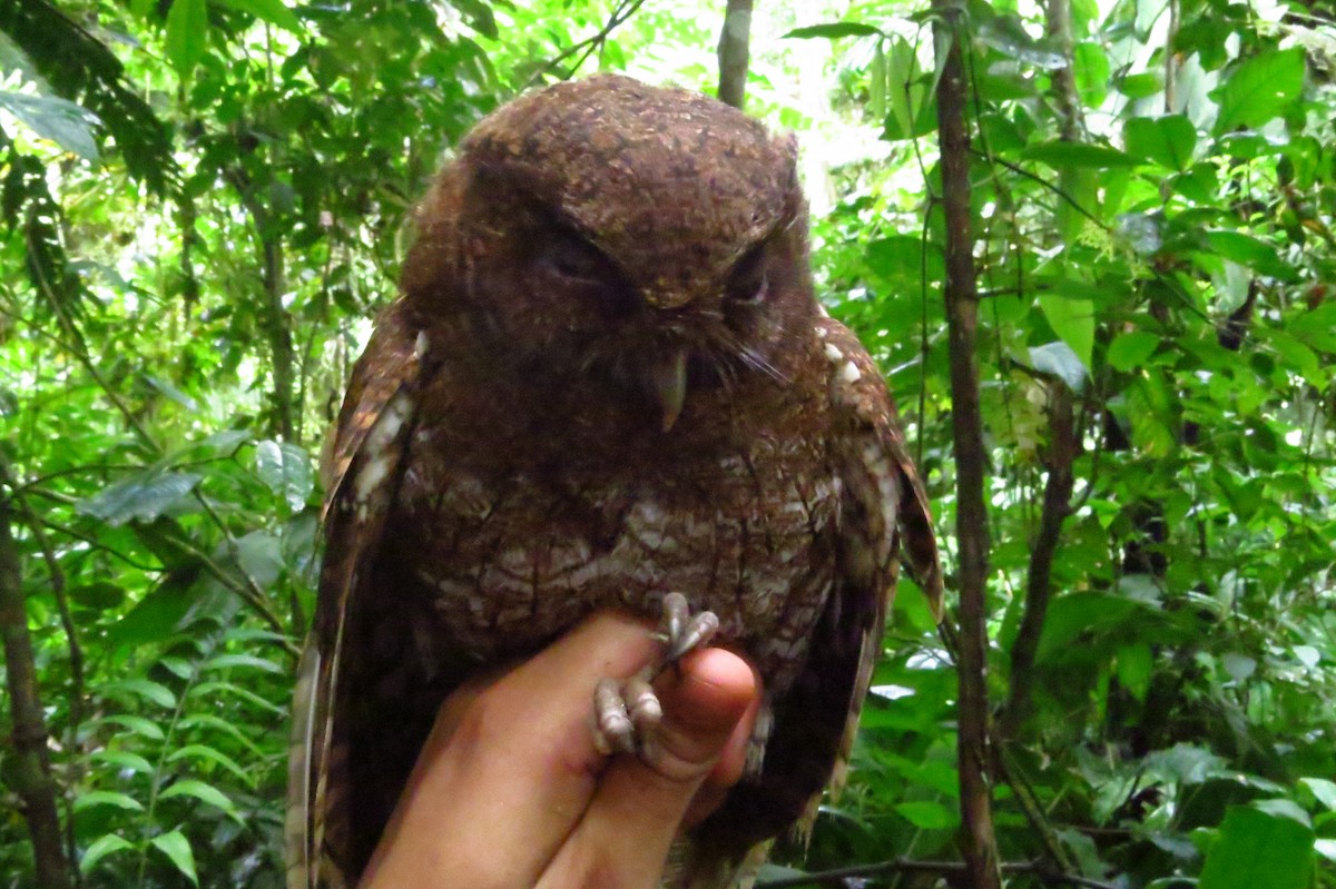 Choco Screech-Owl - ML632062249