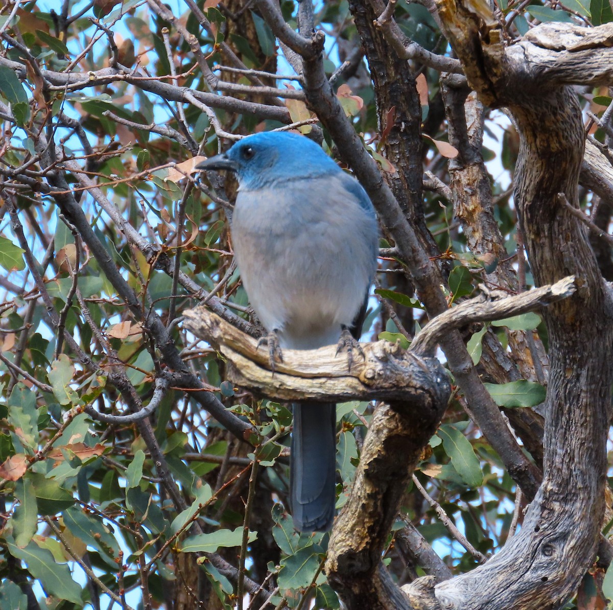 Mexican Jay - ML632062265