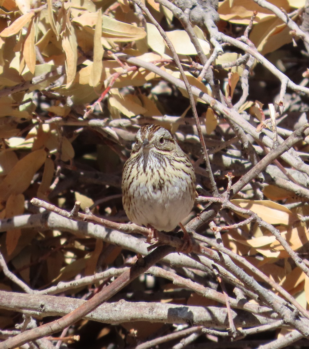 Lincoln's Sparrow - ML632062288