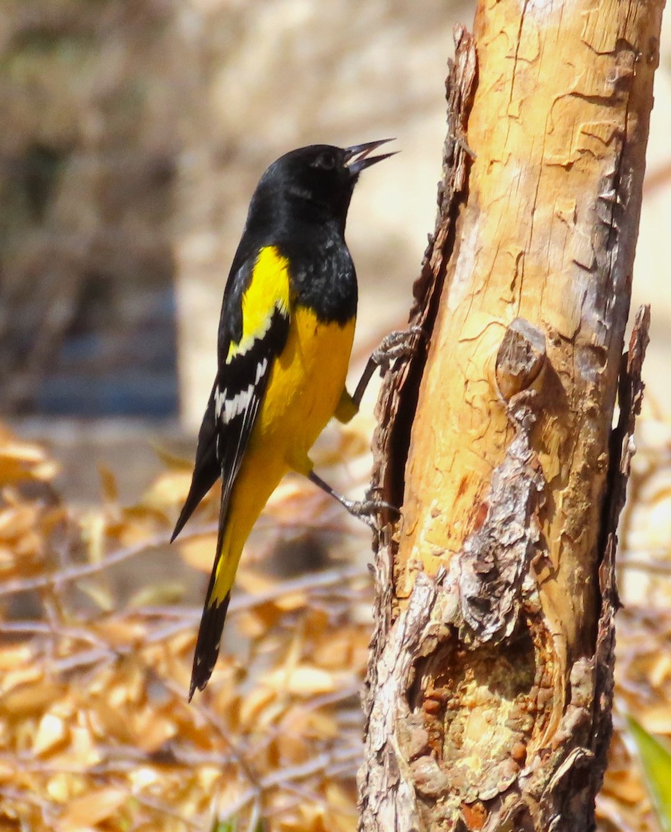 Scott's Oriole - ML632062314