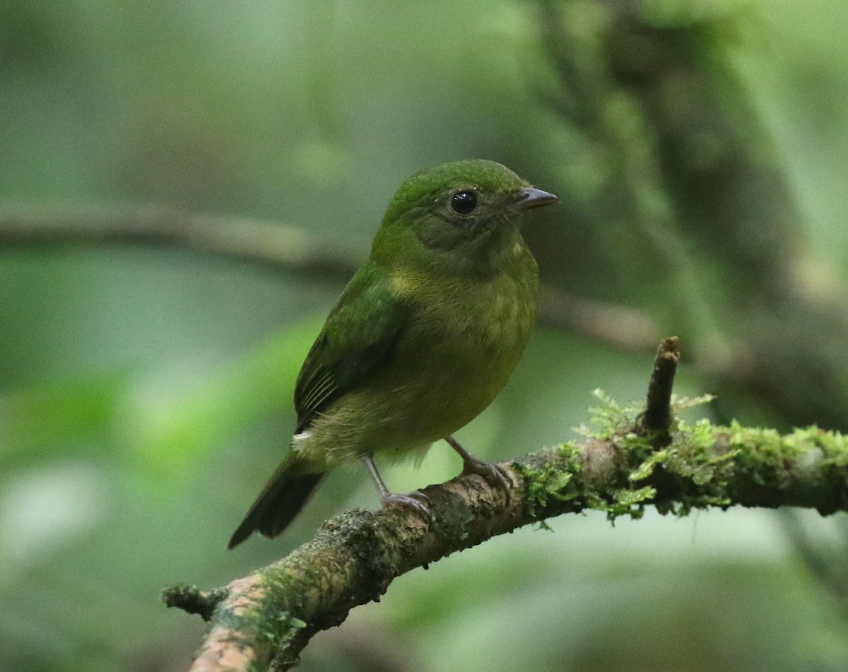 grønnmanakin - ML632062336