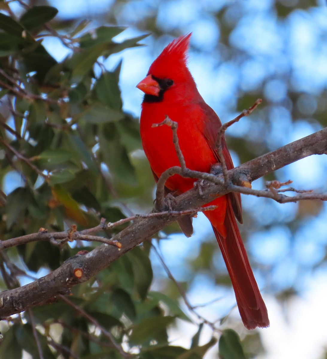 Northern Cardinal - ML632062394