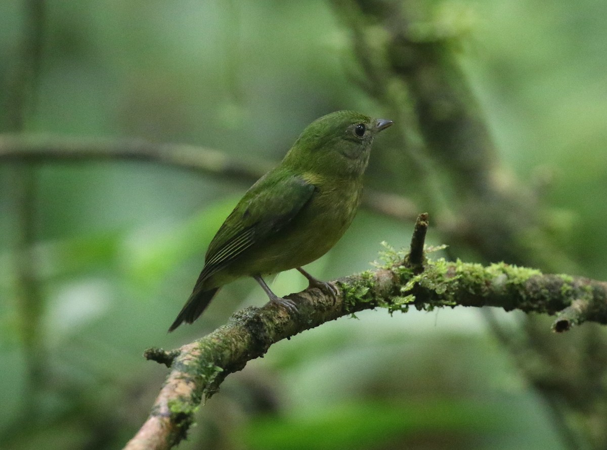 grønnmanakin - ML632062408