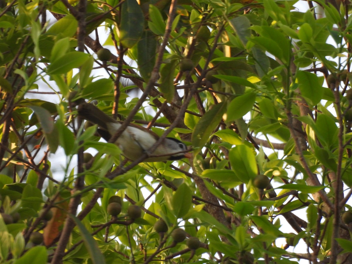 Gray-headed Parrotbill - ML632062419