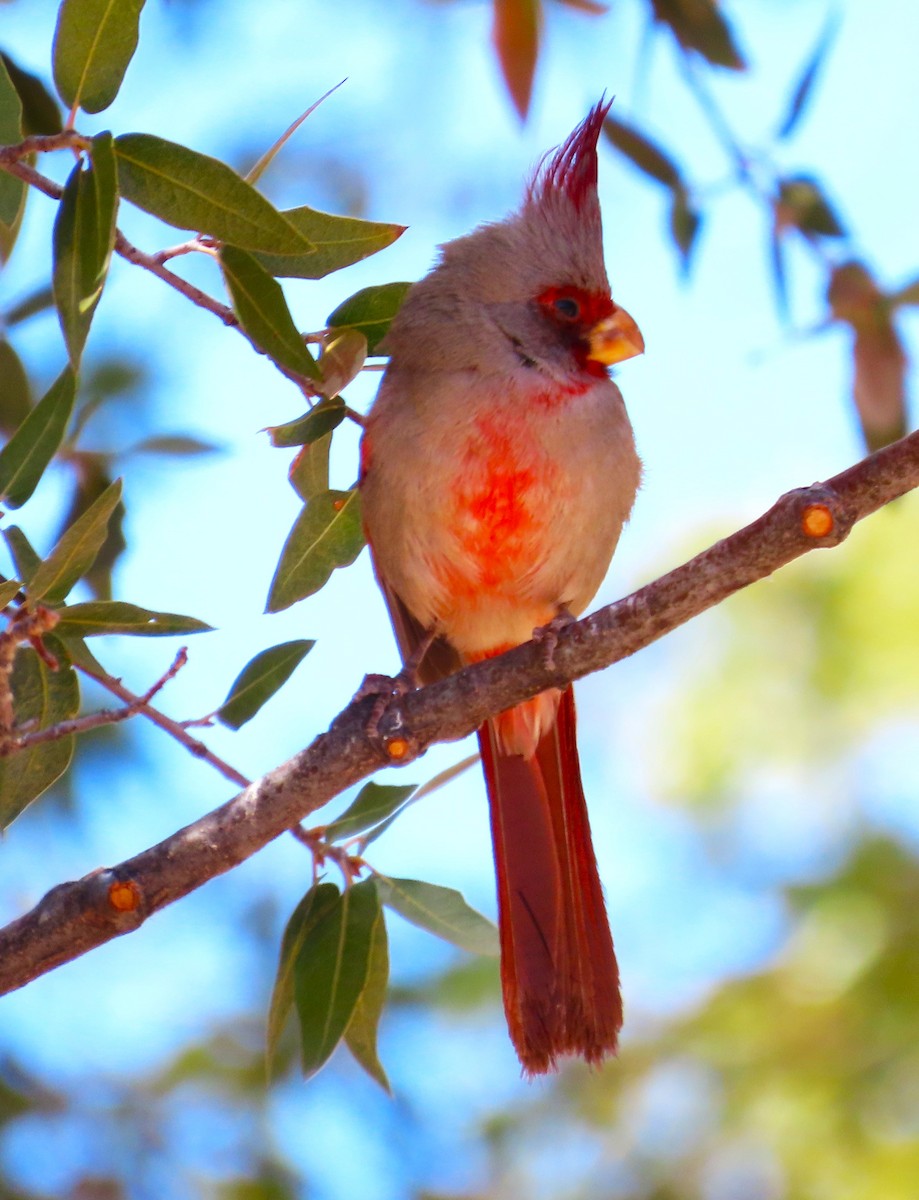 Pyrrhuloxia - ML632062491