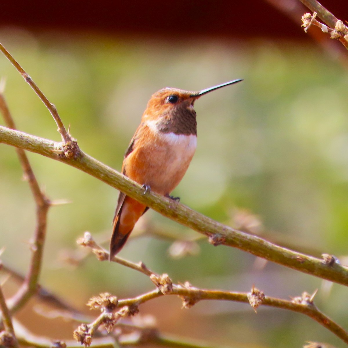 Rufous Hummingbird - ML632062621