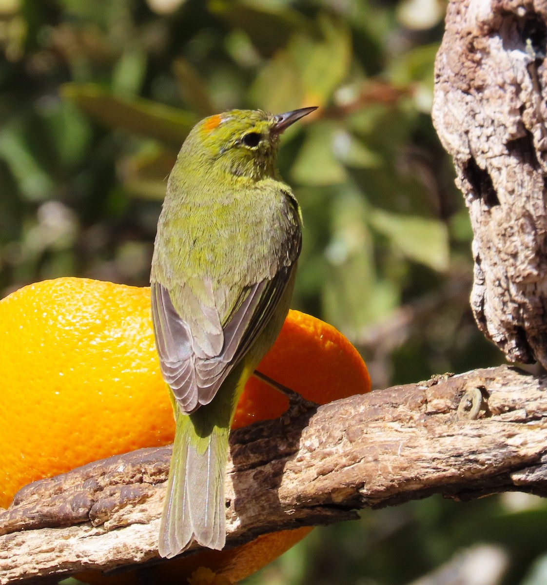 Orange-crowned Warbler - ML632062662