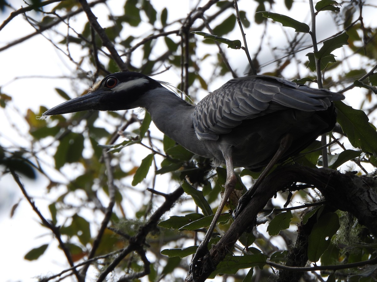 Yellow-crowned Night Heron - ML632062707