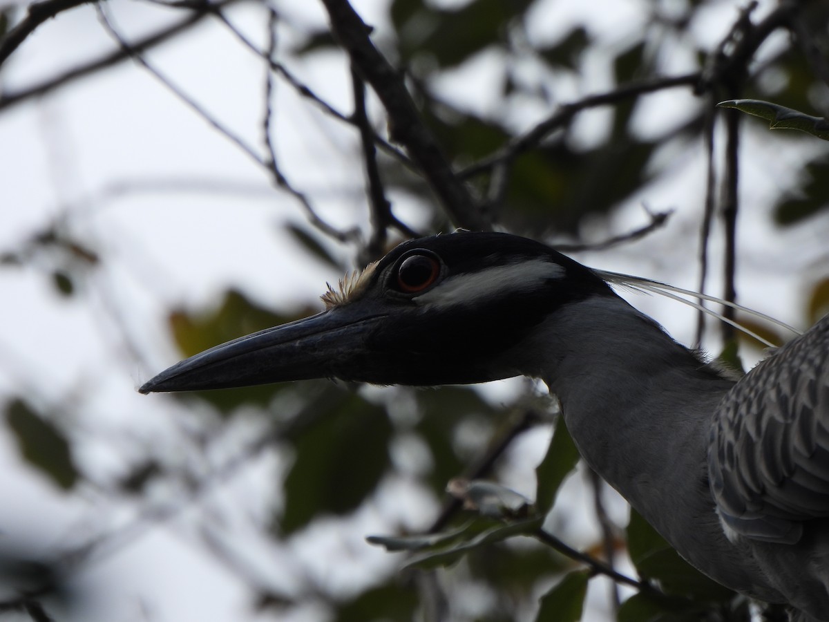 Yellow-crowned Night Heron - ML632062709