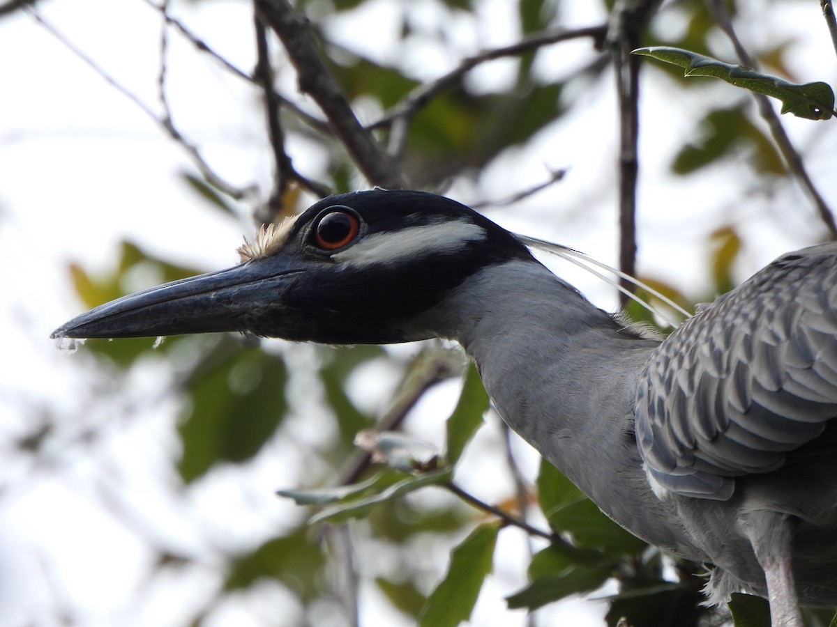Yellow-crowned Night Heron - ML632062718