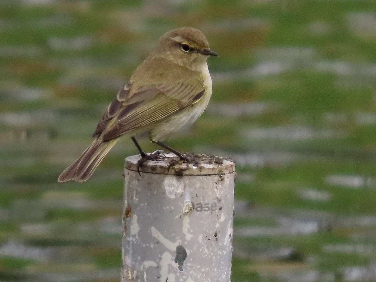 Common Chiffchaff - ML632062787