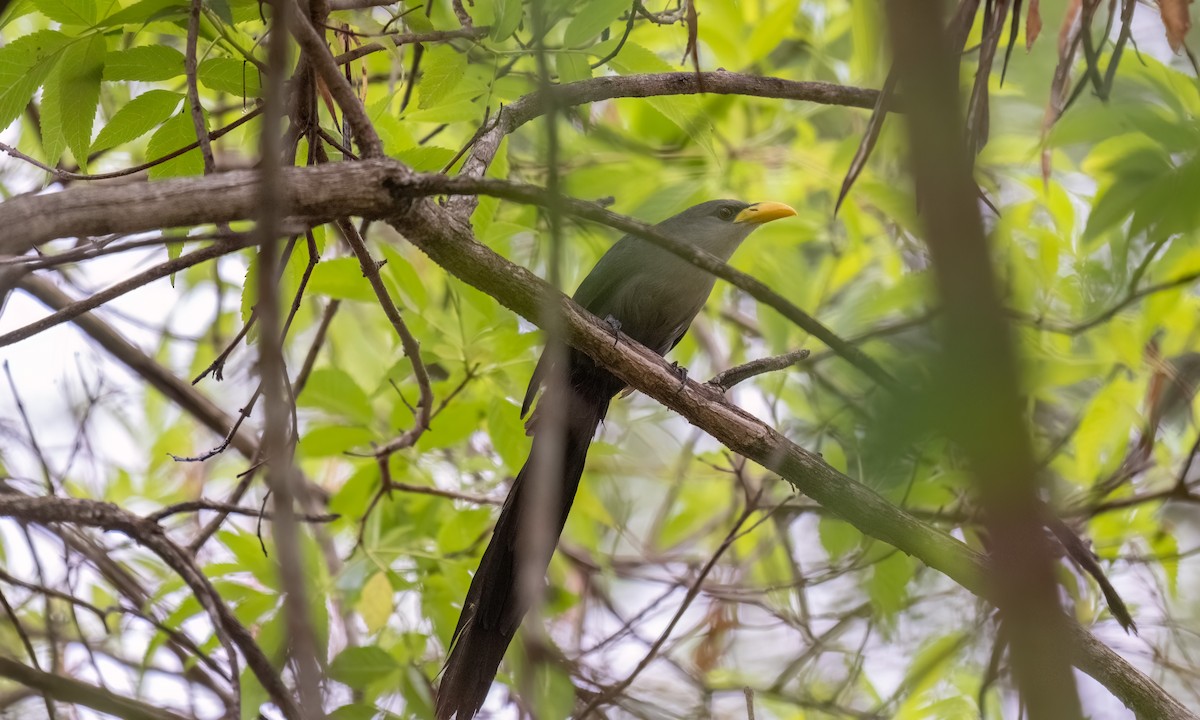Green Malkoha - ML632062851