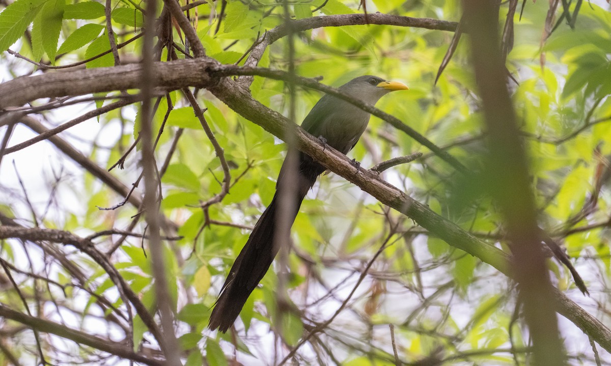 Green Malkoha - ML632062853