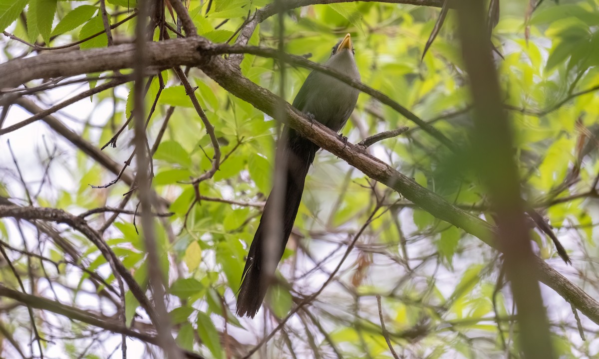 Green Malkoha - ML632062855