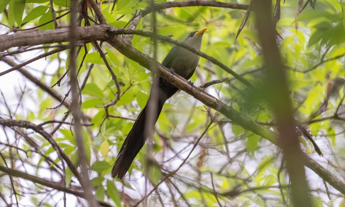 Green Malkoha - ML632062857